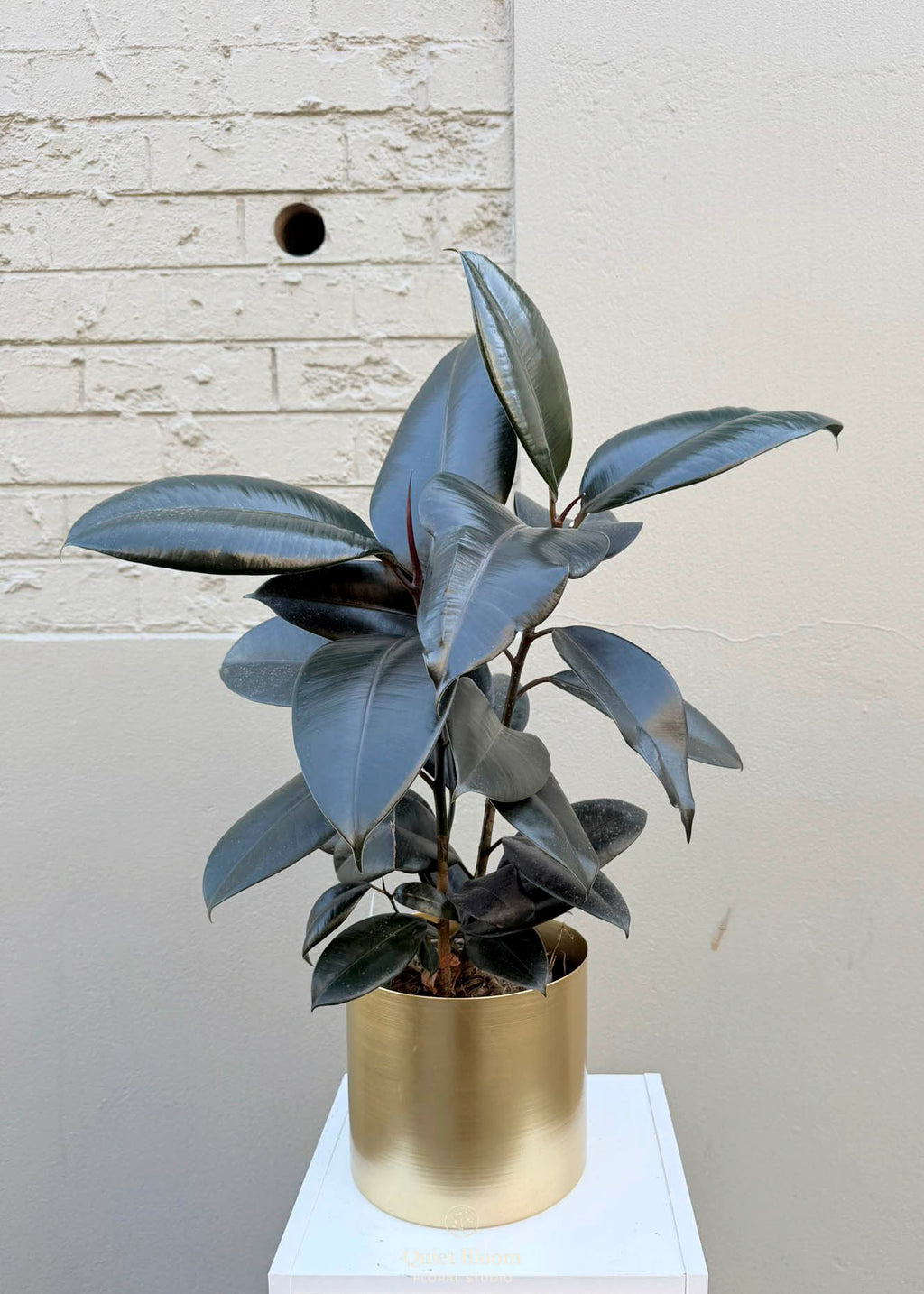 Ficus elastica – 120mm Pot