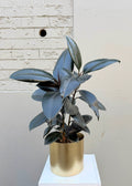 Ficus elastica – 120mm Pot