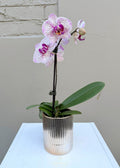Phalaenopsis Orchid – Single Stem (Gold Ceramic Pot)