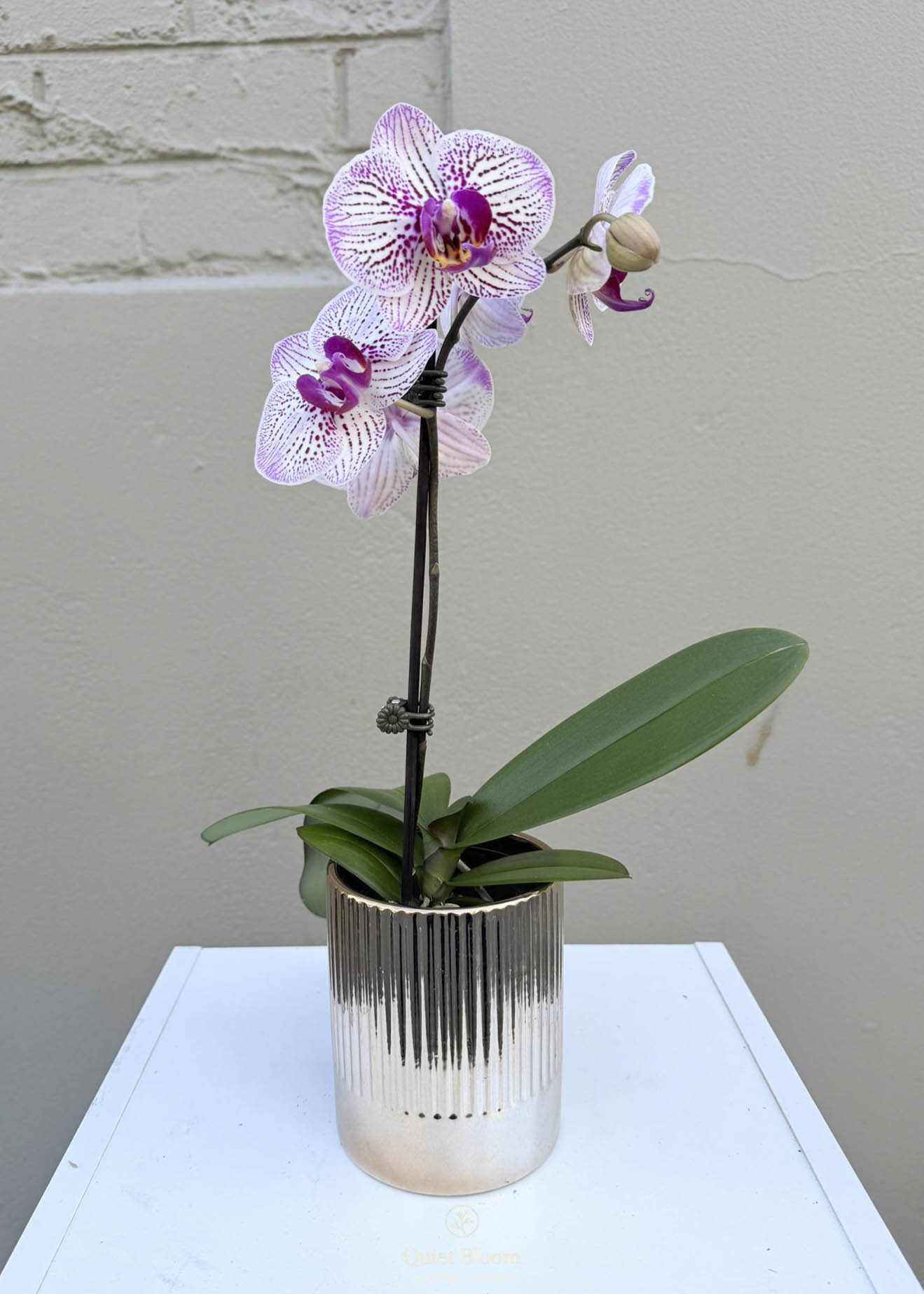 Phalaenopsis Orchid – Single Stem (Gold Ceramic Pot)