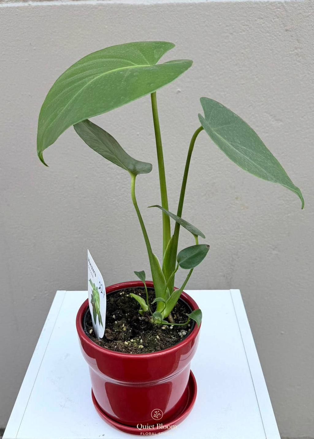 Monstera Deliciosa – 120mm Pot