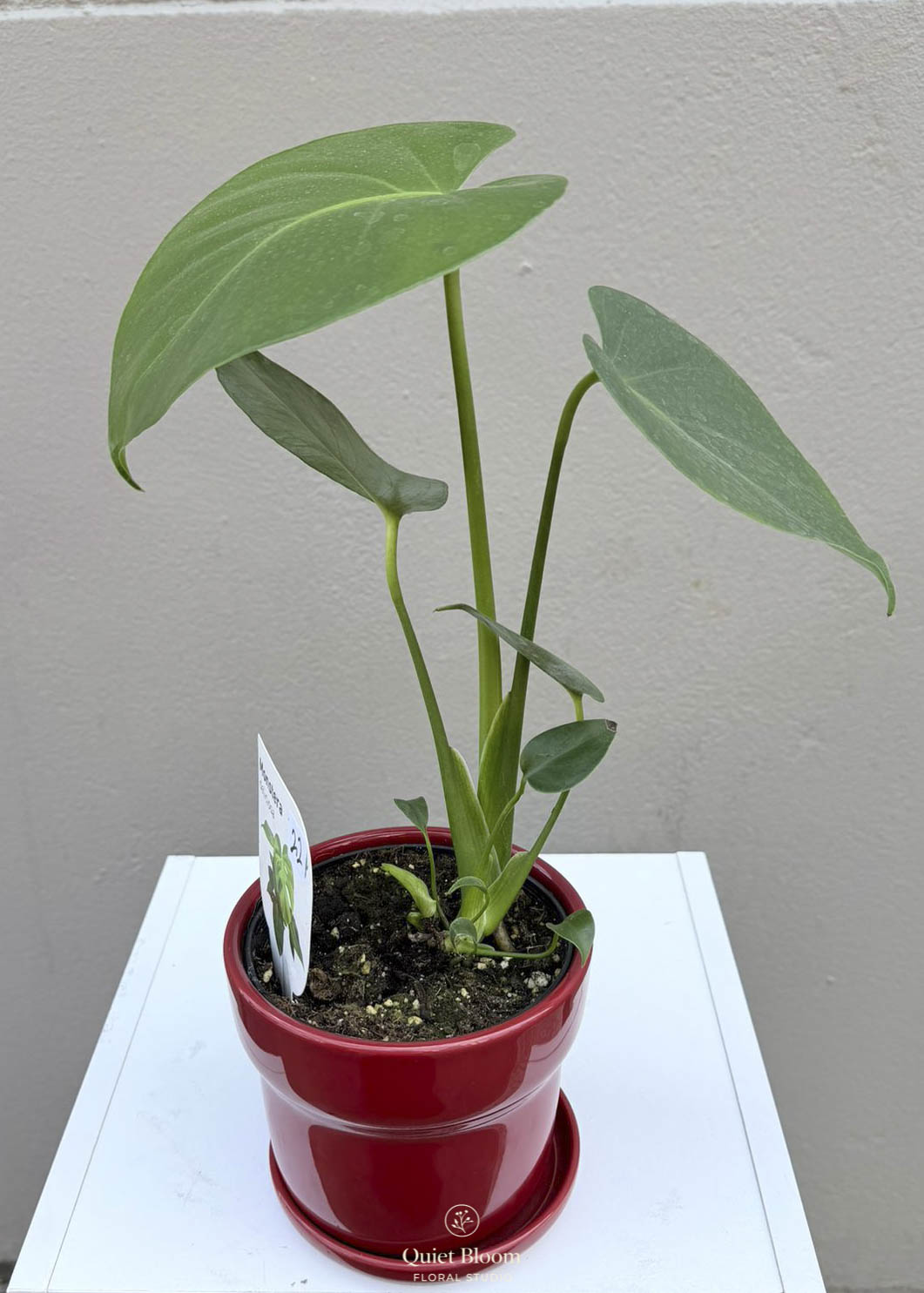 Monstera Deliciosa – 120mm Pot