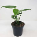 Monstera