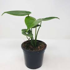 Monstera