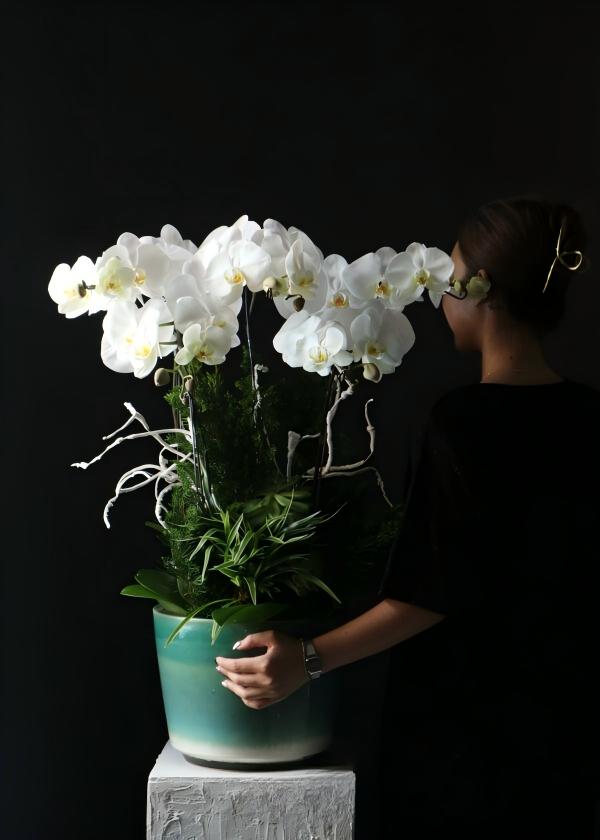 Grand White Phalaenopsis Orchid Arrangement